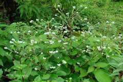 Adelocaryum coelestinum